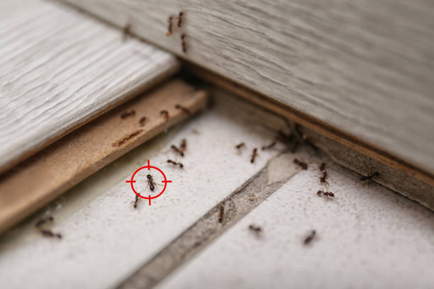 Best Affordable Pest Control Services  in Sparta, IL