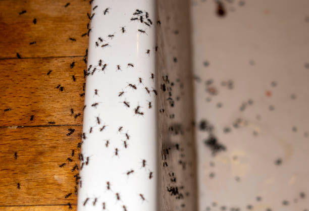Best Wasp Removal Services  in Sparta, IL